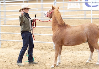 Natalia Estrada durante su clinic de técnicas sobre el manejo de caballos (EuropaPress)