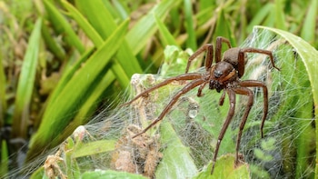 Imagen de una araña de