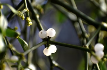 El muérdago, protagonista de leyendas