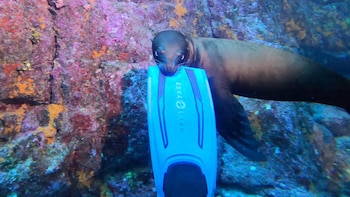 La argentina que buceó en el “Acuario del mundo”, sintió que estaba en el filme “Buscando a Nemo” y un lobo marino la invitó a jugar