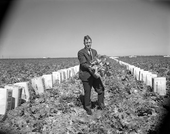 El cigarrillo Bravo, hecho de