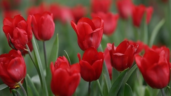 Los tulipanes son emblemáticos de