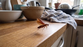 Qué significa ver una cucaracha voladora en casa y de qué especie se trata