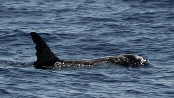 Los Delfines Risso se encuentran
