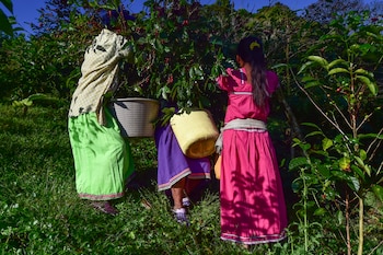 En Panamá, el Fondo Internacional de Desarrollo Agrícola (FIDA) ha apoyado ocho proyectos de desarrollo rural, cuyo costo total asciende a $182.41 millones, con una financiación aportada directamente por el organismo de $68.93 millones. AFP