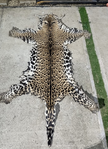 Las autoridades también encontraron una piel de jaguar, cuyo origen será investigado por una posible infracción a la Ley de Conservación de la Vida Silvestre. Crédito: OIJ