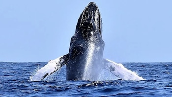 Descubren un virus potencialmente mortal