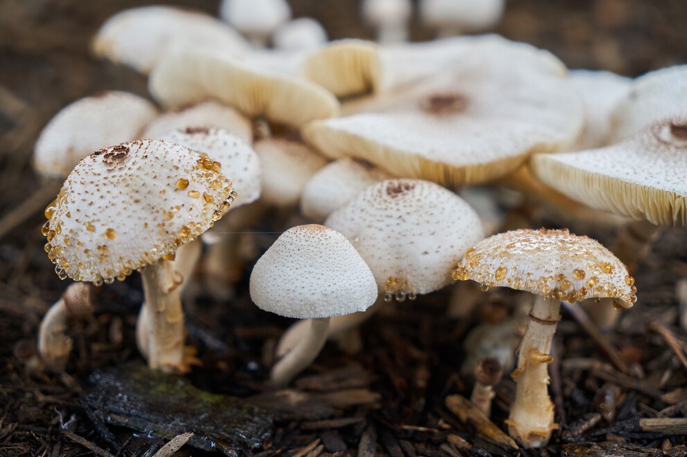 hongos