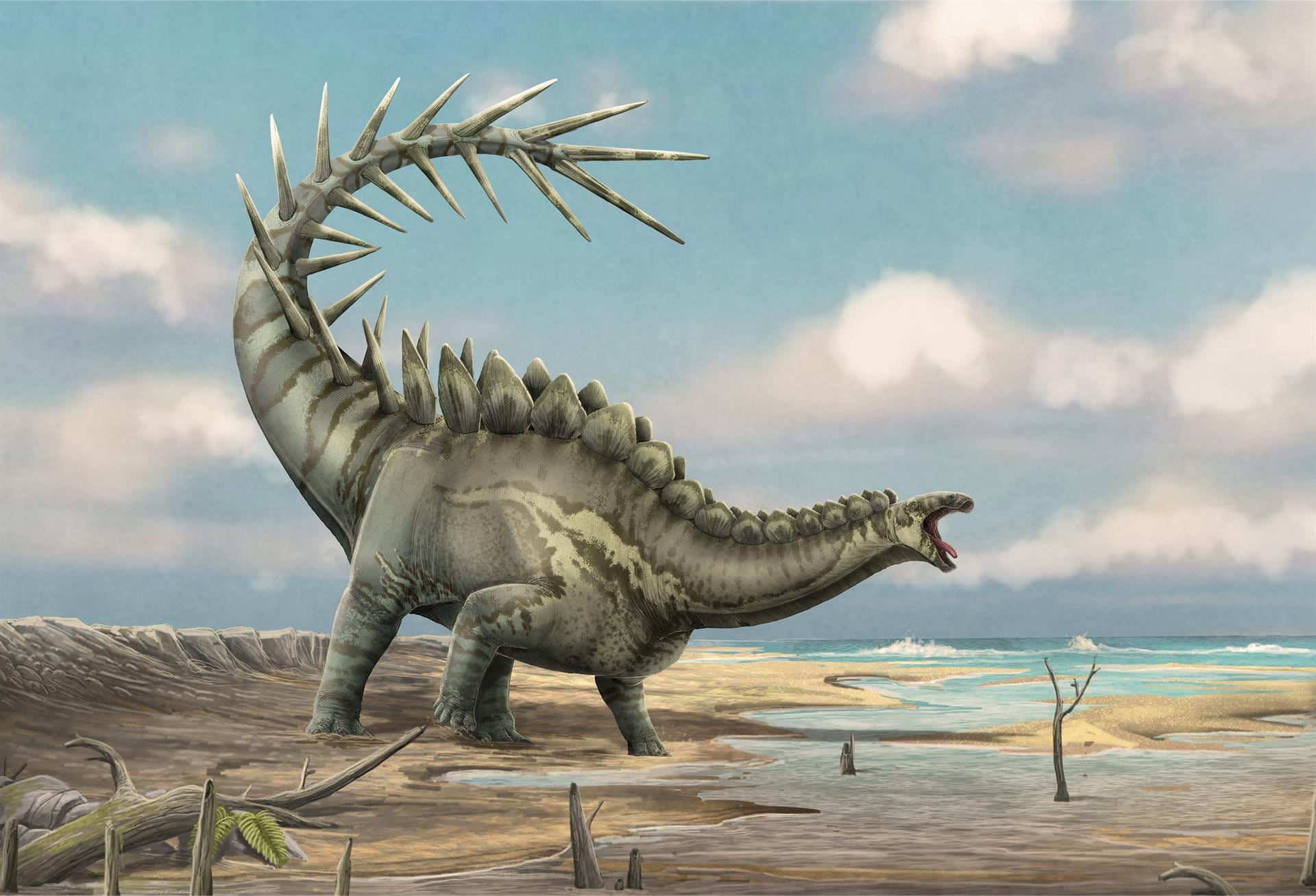 España se consolida como referente mundial en investigación de estegosaurios