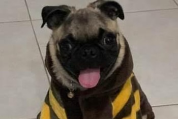 Perro Julius, asesinado en venganza