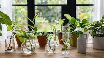El tipo de sustrato más adecuado para trasplantar las plantas de agua una vez que han desarrollado raíces
