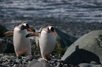 Encounters at the End of