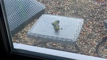 Ambos emprendieron el vuelo y