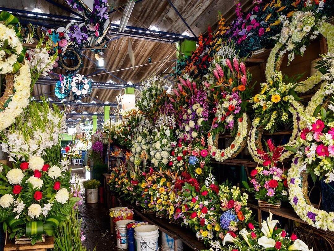 El aumento de exportación de flores desde Guatemala impulsa la economía agrícola local durante la temporada del Día de la Madre en Estados Unidos y Canadá. (Cortesía: Dirección de Mercados Municipalidad de Guatemala)