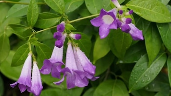 Las hojas complementan a las