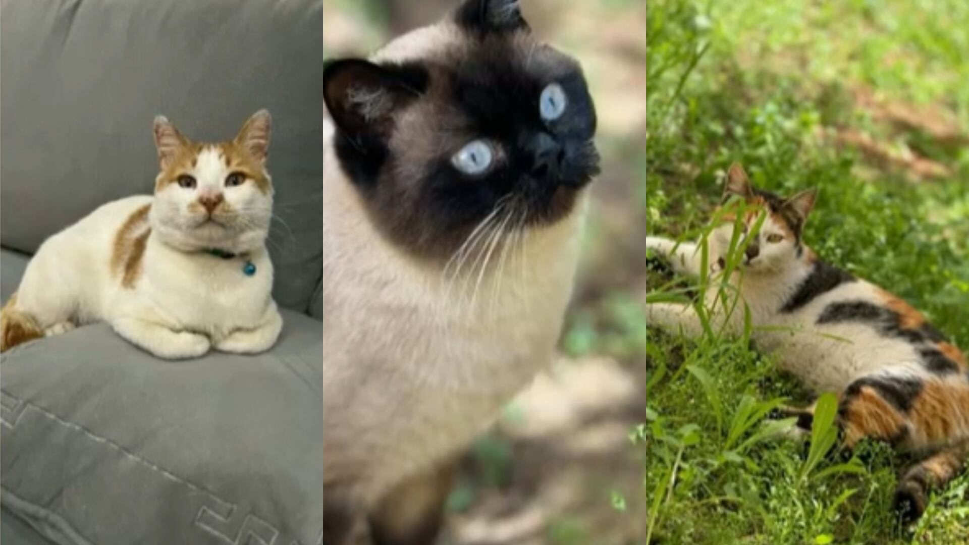 Brigitte Anzola y su hija Joselyn Reyes se niegan a dejar el territorio sin llevar consigo a sus tres felinos esterilizados y vacunados - crédito @NoticiasCaracol / X