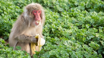 Los primates germofóbicos también quieren evitar las enfermedades