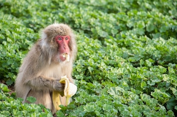 An undated photo provided by Kaufold et al., 2026 shows shows a macaque. When an HIV-like virus swept through a Texas macaque sanctuary in 2020, the animals were tested and isolated. The disease was spread through bites and scratches, but the macaques remained suspicious of their food. (Kaufold et al., 2026 via The New York Times) Ñ NO SALES; FOR EDITORIAL USE ONLY WITH NYT STORY SLUGGED SCI PRIMATES GERMS BY RYAN GREEN FOR OCT. 20, 2026. ALL OTHER USE PROHIBITED. Ñ