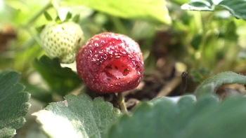 Nuevo hongo amenaza la producción