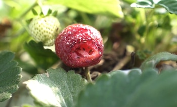 La enfermedad, asociada a casos