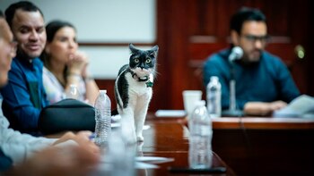 Cruella es la mascota del