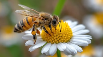 Plano de detalle de una abeja con gránulos de polen en las patas, posada en el centro amarillo de una flor blanca