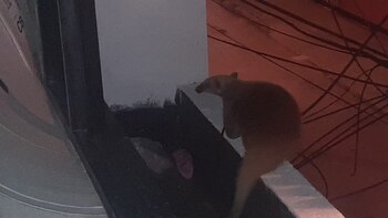 They rescue anteater who was