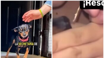 Rescataron perra píncher a la