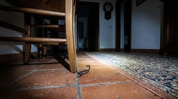 Un alacrán marrón oscuro en un suelo de baldosas rojas. Se ve la pata de una silla de madera, una alfombra y un reloj de pared en la oscuridad.