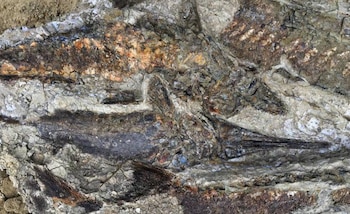 En el yacimiento de Tanis, en Dakota del Norte, Estados Unidos, encontraron en 2012 una capa de infinidad de animales muertos casi al instante. Por encima de ellos, una fina capa de polvo extraterrestre. - Universidad de Kansas
