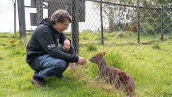 La lucha de un científico chileno por declarar en peligro de extinción al zorro de Darwin