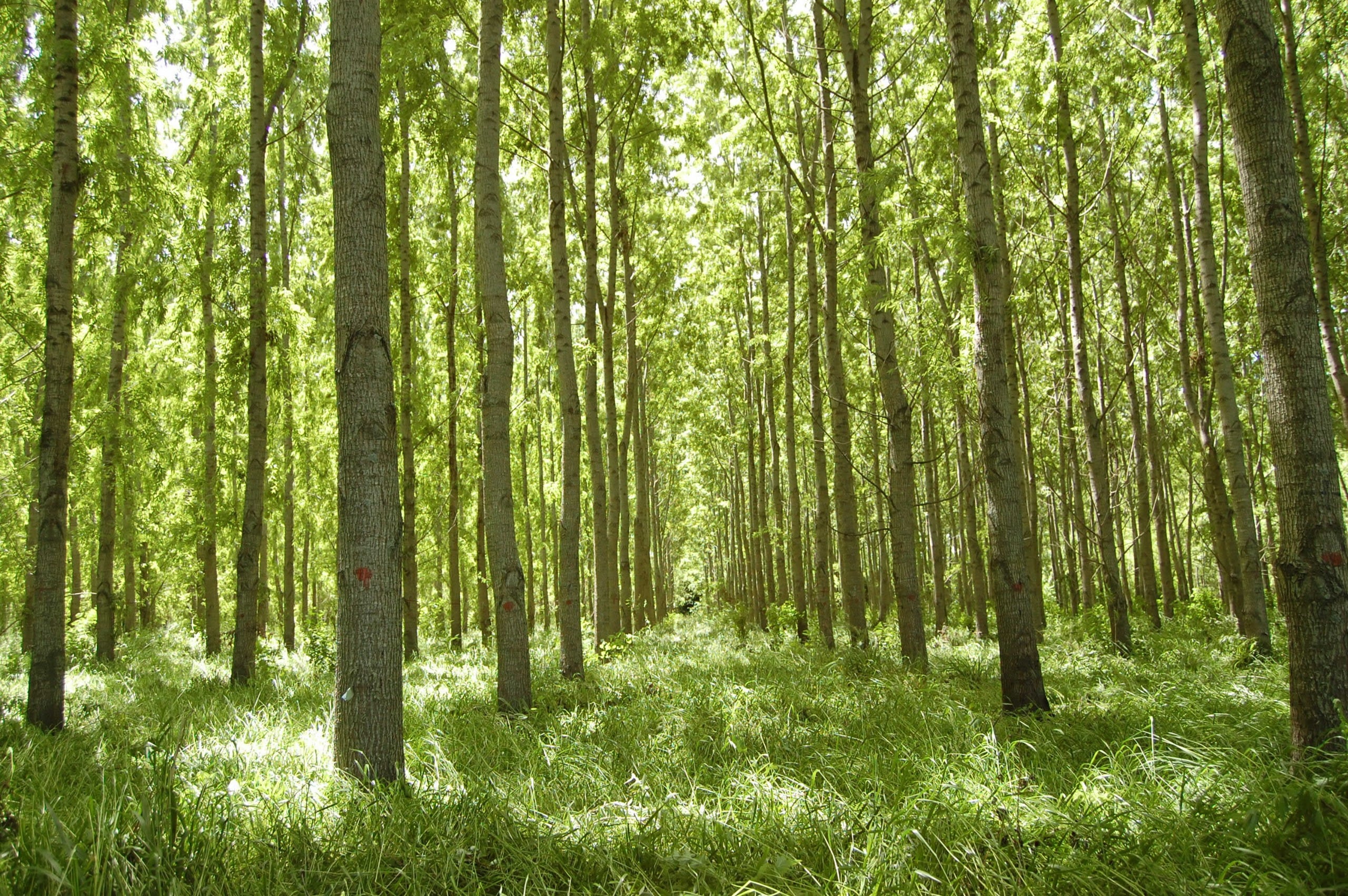 La foresto-industria presentó una hoja de ruta para convertir su potencial en uno de los motores de la bioeconomía