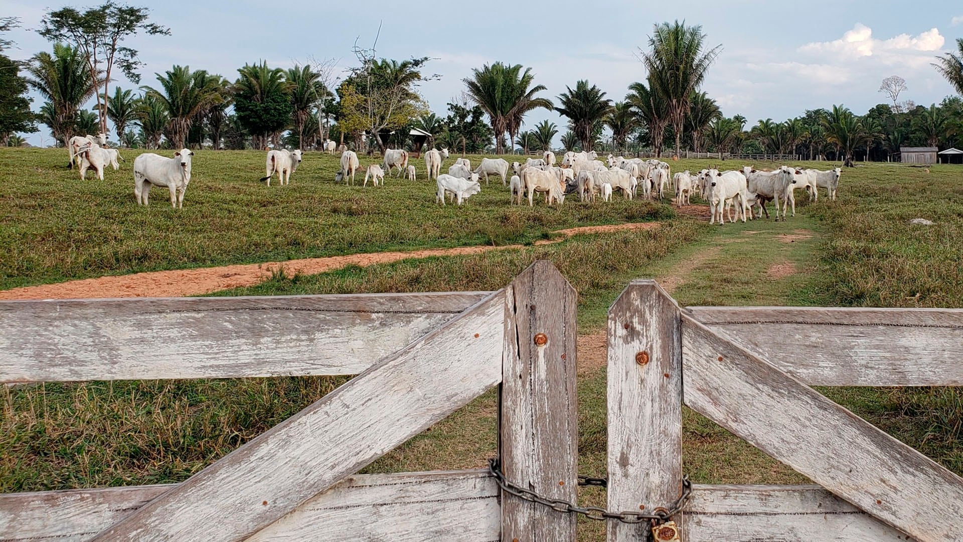 En Mato Grosso, el principal productor brasileño de granos y carnes, Bolsonaro aventajó a Lula (Archivo)