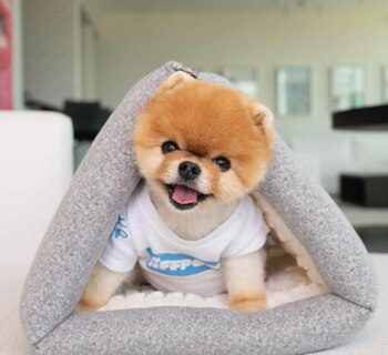 Jiffpom, es la quinta mascota