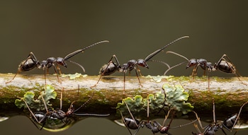 Hormigas negras recorren una rama con líquenes, enfocadas en su actividad y detalles anatómicos.