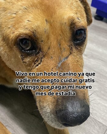 Domingo tiene siete años de