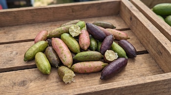 Limas dedo verdes, rosadas y moradas en una caja de madera, algunas con un corte que expone sus vesículas transparentes.