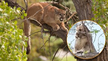 Localizan y atrapan a puma
