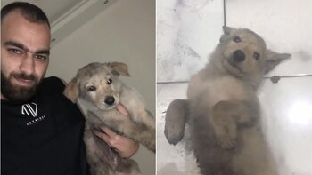 Un perrito abandonado es adoptado