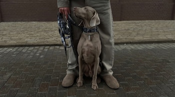 Un perro Weimaraner gris sentado entre las piernas de una persona con correa. El perro lleva collar y placa. Fondo de pared de ladrillos y suelo adoquinado.