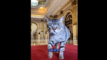 Michistro - Panchito - Día Internacional del Gato - Palacio de Gobierno - Perú - historia - 8 agosto