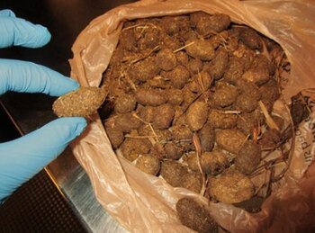 (Foto: Instagram @TSA)