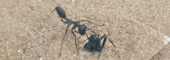 Una hormiga carpintera de color negro sobre un fondo de arena fina junto a una pequeña araña