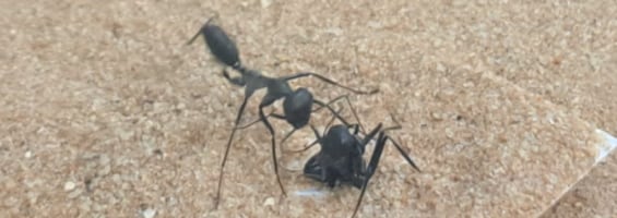 Los investigadores clasificaron como rescatadoras a las hormigas que intentaban liberar a la atrapada al tirar de ella o excavar a su alrededor (Gentileza, estudio Predictores transcripcionales del comportamiento de rescate en hormigas , publicado en Journal of Experimental Biology)
