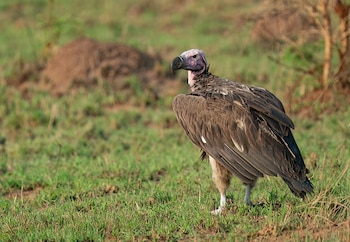 Ejemplar de buitre torgo. (Paul