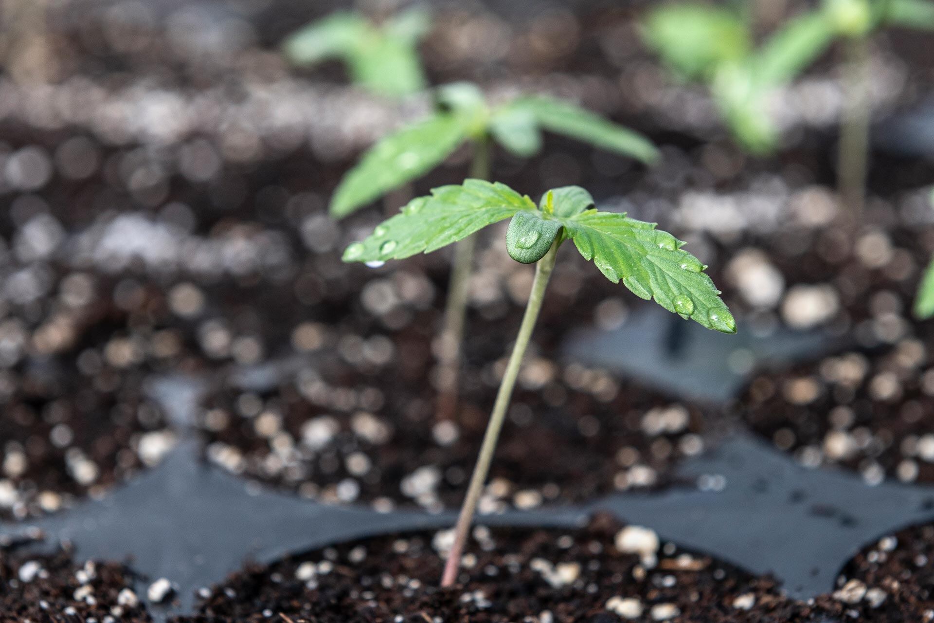 Cerca de 250 mil personas están habilitadas en Argentina para usar, cultivar o transportar cannabis con fines medicinales (Cristian Gastón Taylor)