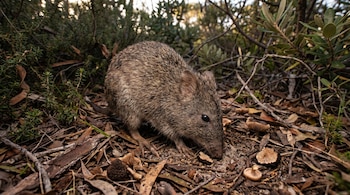 Primer plano de un potoroo marrón peludo con orejas pequeñas, olfateando el suelo cubierto de hojas secas, ramas y hongos en un entorno natural.