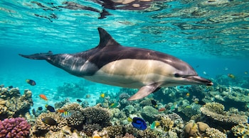 Delfín con cuerpo gris y blanco nadando bajo el agua. Abajo, un arrecife de coral con peces de múltiples colores en agua azul transparente.