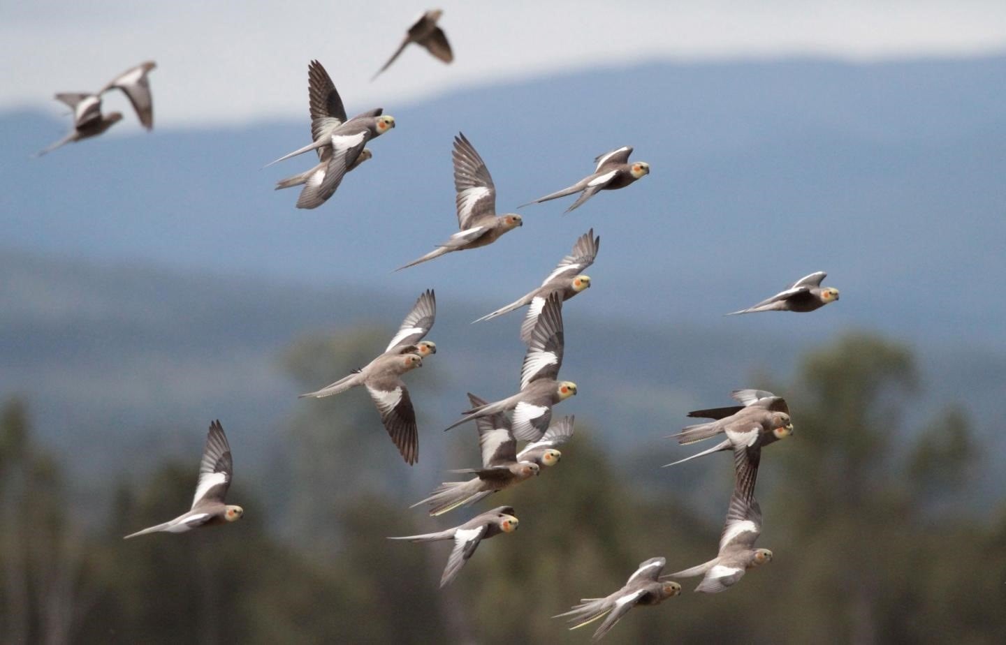 Después del vuelo libre, los galahs buscaron alimento, se rascaron y elevaron la cresta con más frecuencia, conductas asociadas a un estado emocional positivo (COREY T. CALLAGHAN)