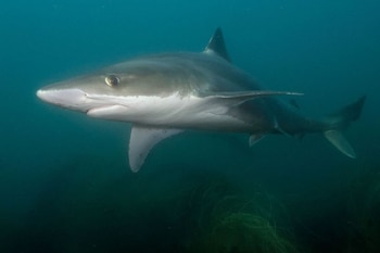 Tiburones WCS Argentina